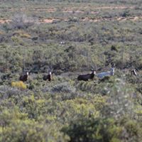 Game viewing